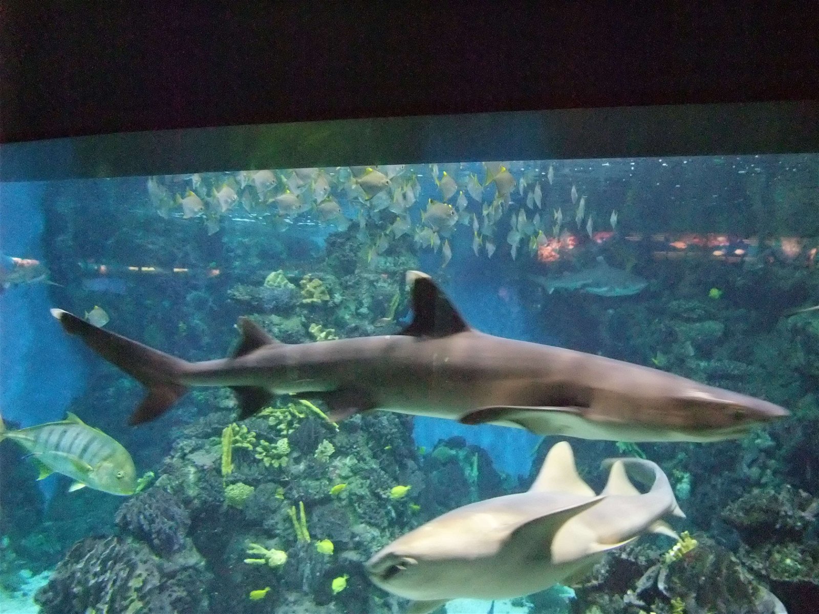 L’Aquàrium de Barcelona