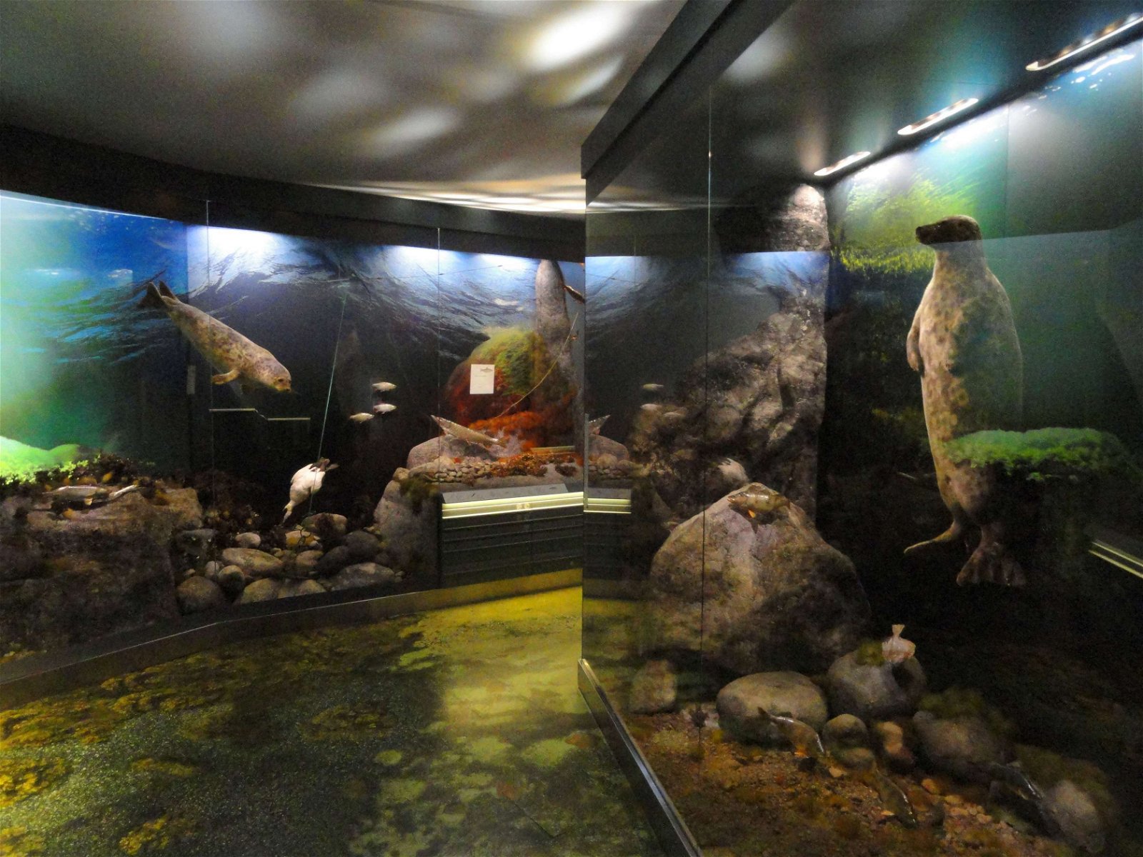 Finnish Museum of Natural History