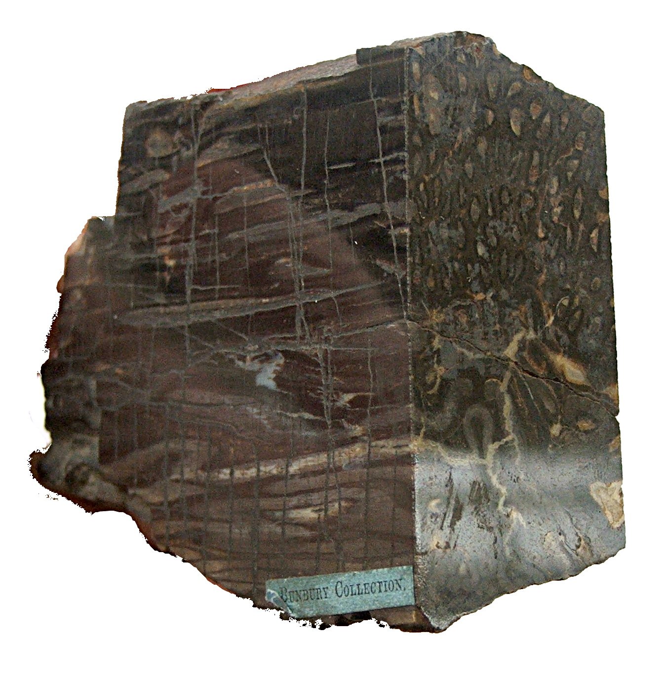 Sedgwick Museum of Earth Sciences