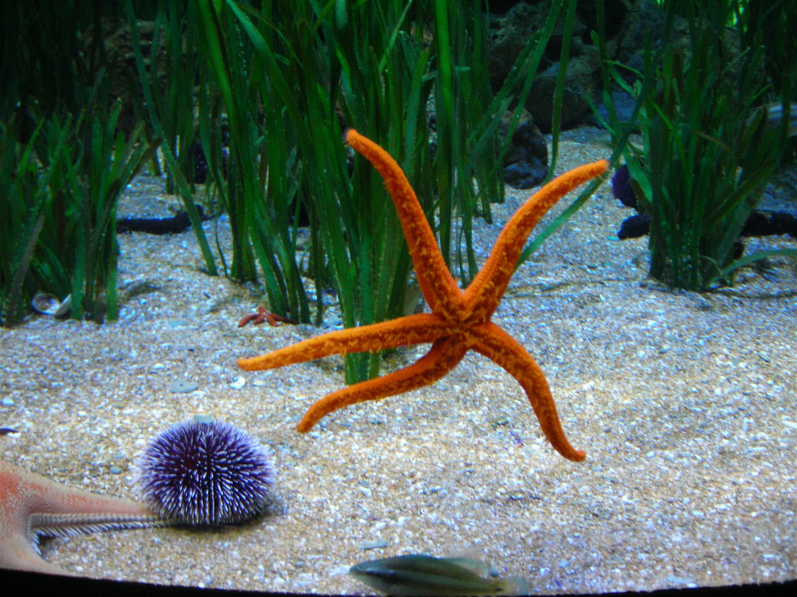 Oceanogràfic of Valencia