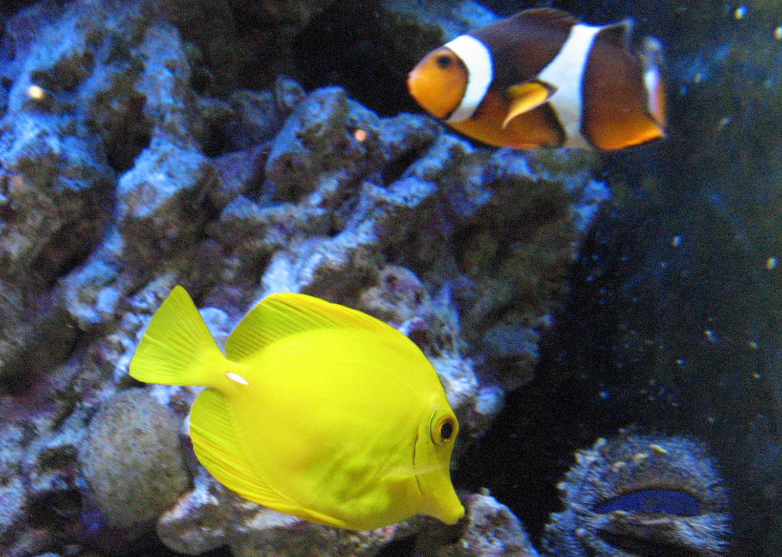 Aquatopia