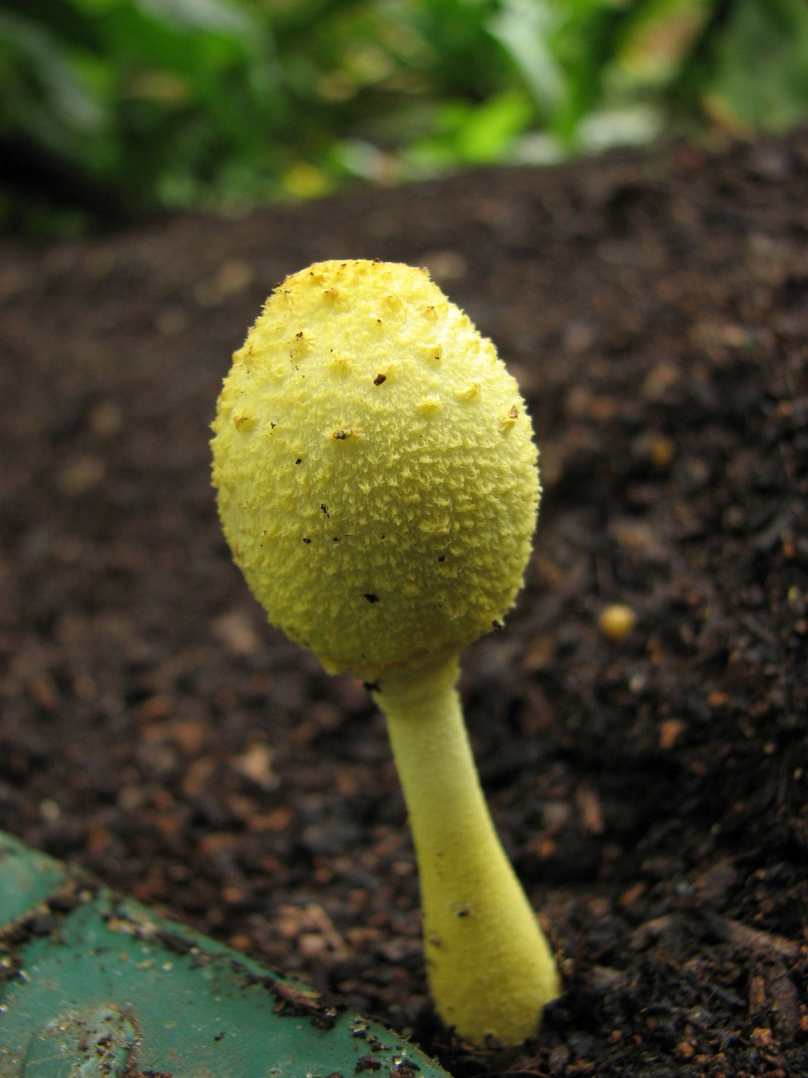 Royal Botanic Gardens, Kew