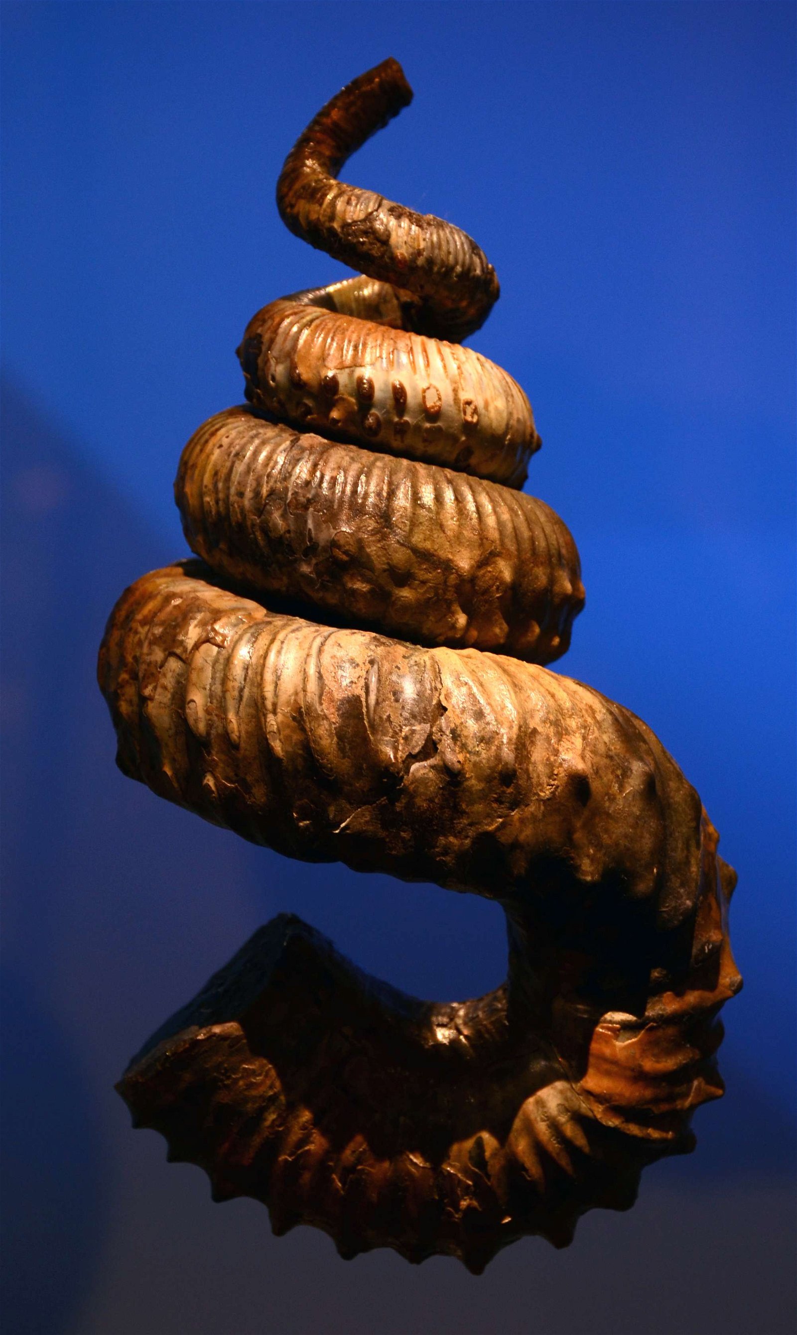 Musée des Confluences