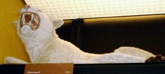 Natural History Museum at Tring