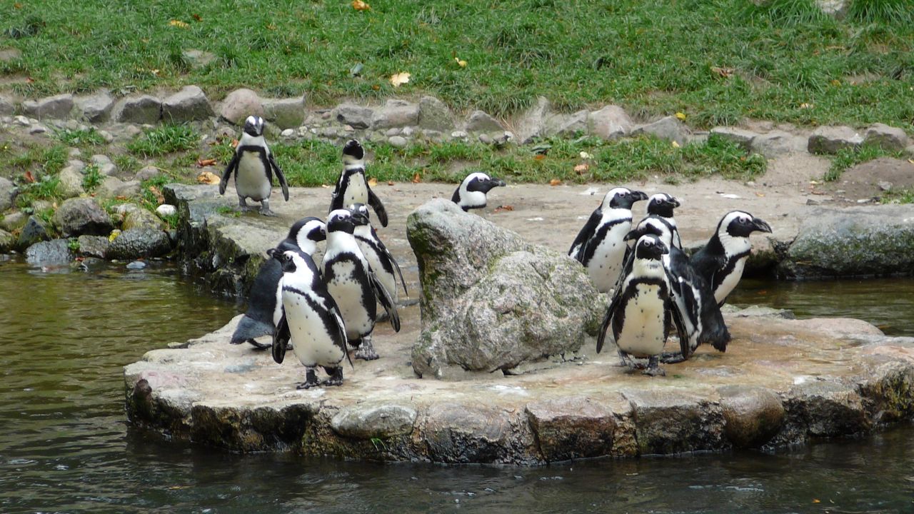 zoo gdańsk oliwa bilety