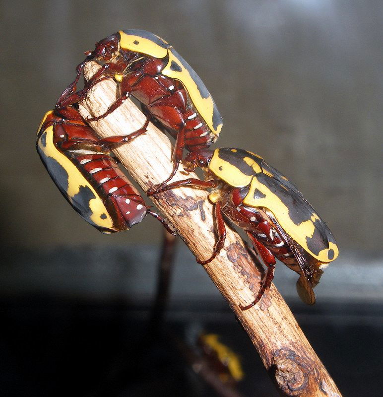 Museo de Historia Natural de la Universidad de Oxford