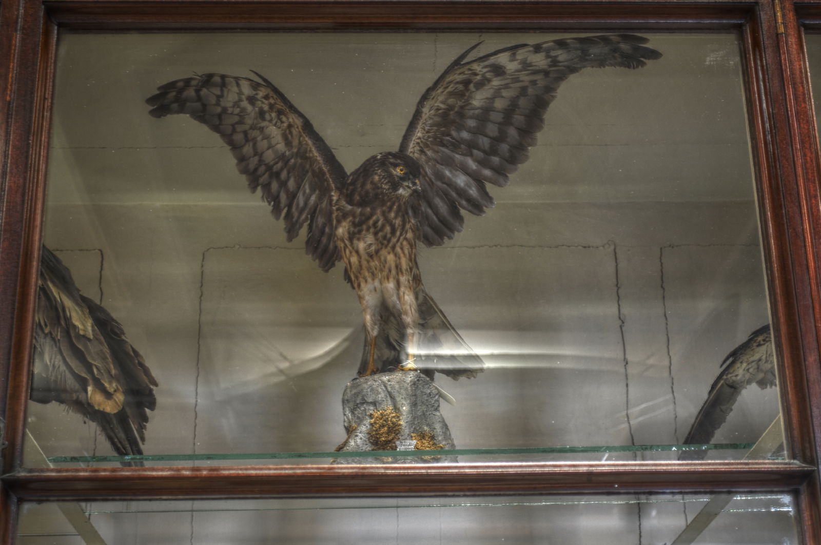 National Museum of Ireland, Merrion Street