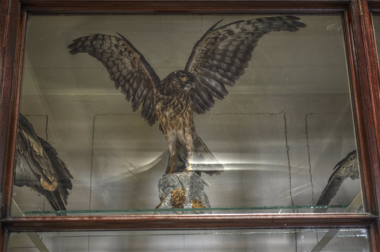 National Museum of Ireland - Natural History