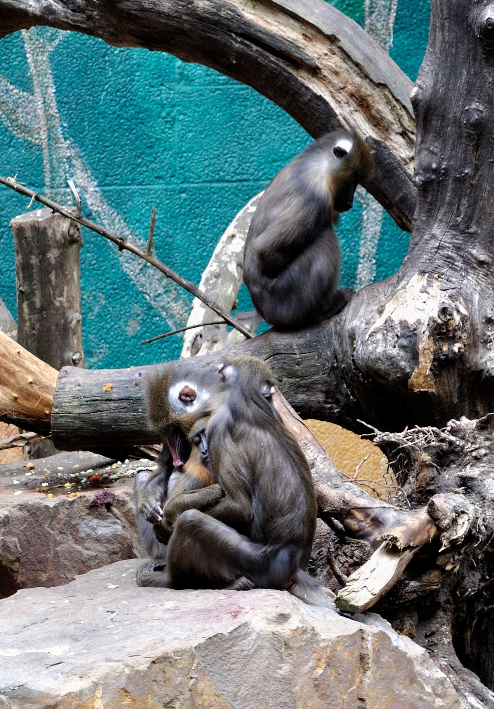 Zoo Duisburg