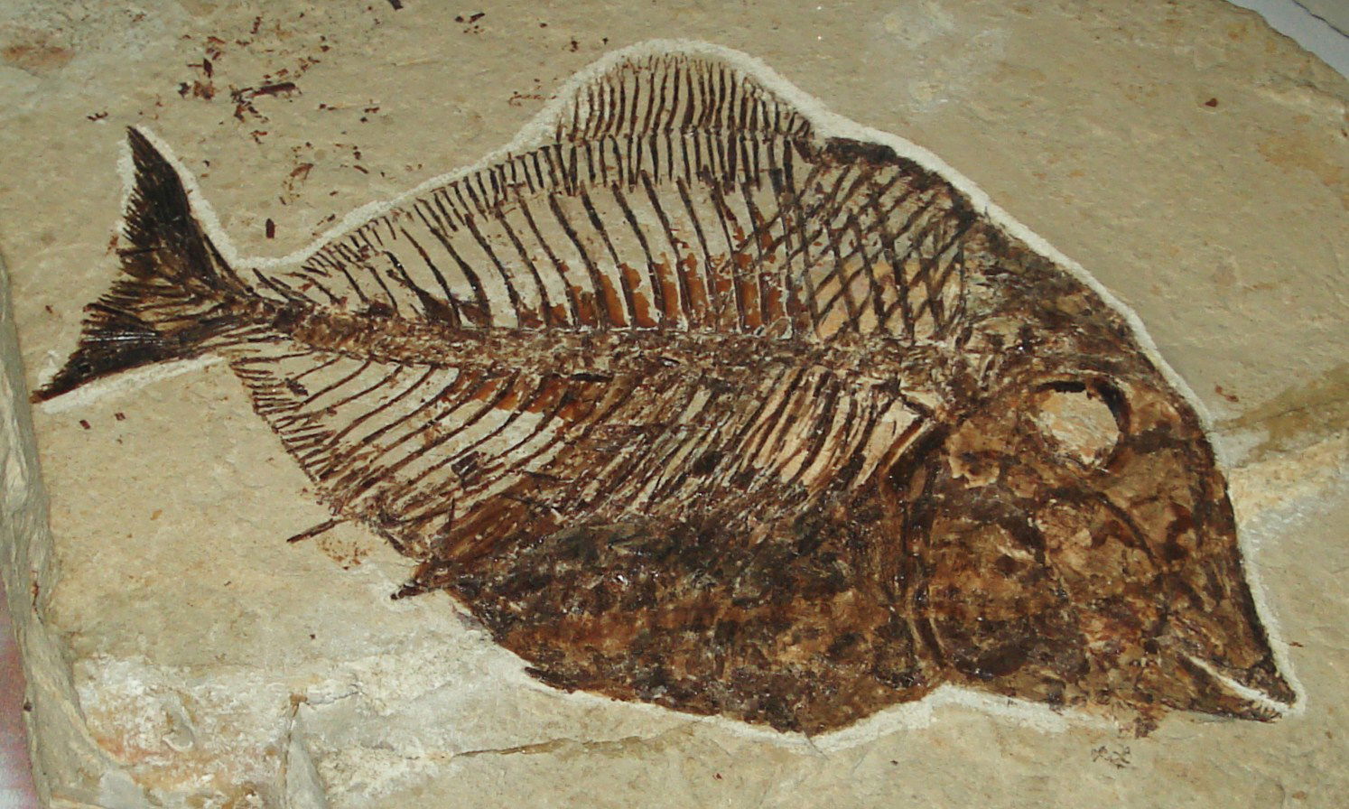 Civico Museo di Storia Naturale