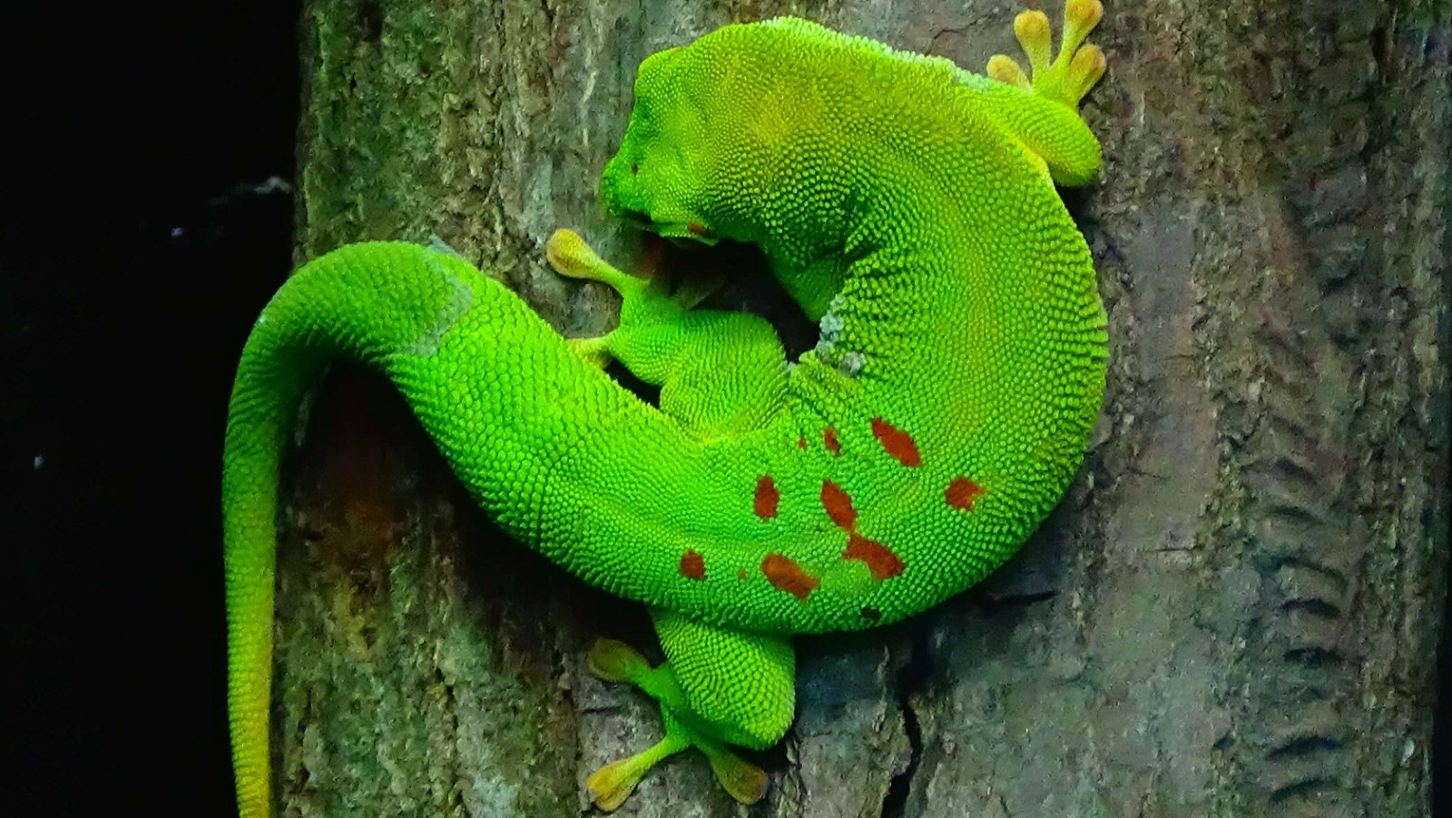 Parc zoologique de Paris