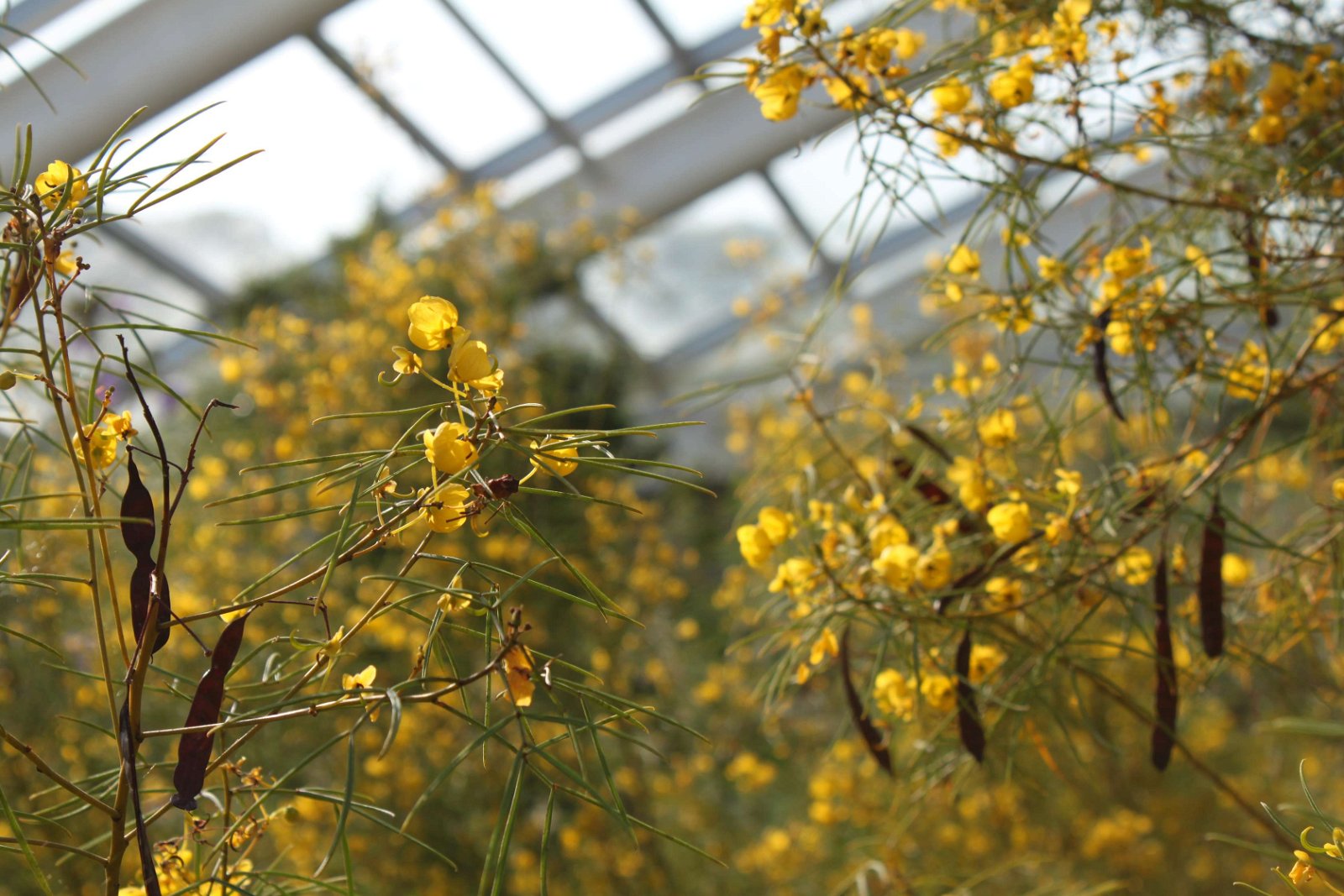 National Botanic Garden of Wales
