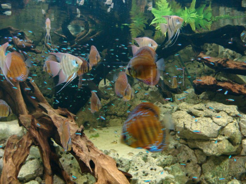 Aquarium Berlin