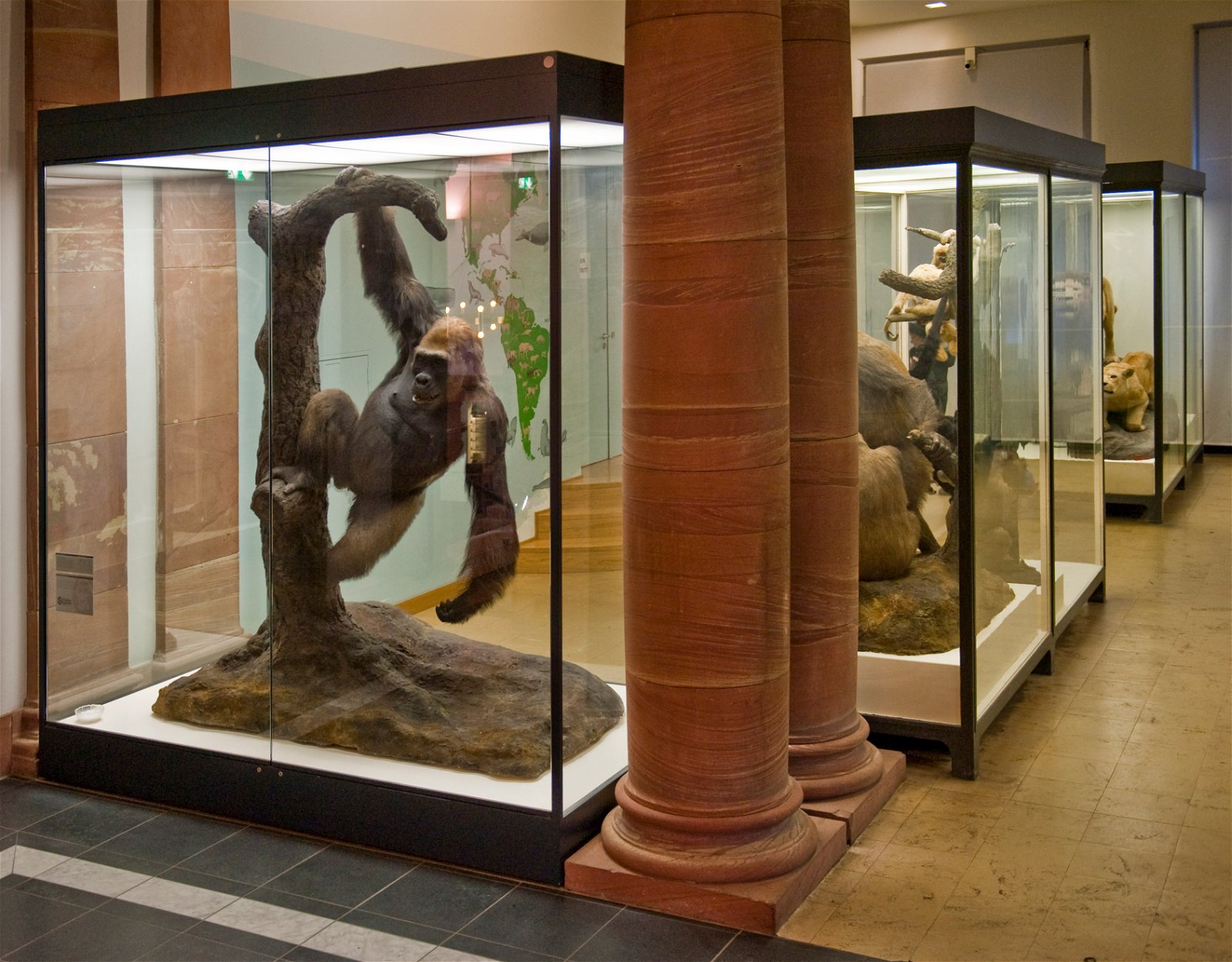 Senckenberg Natural History Museum