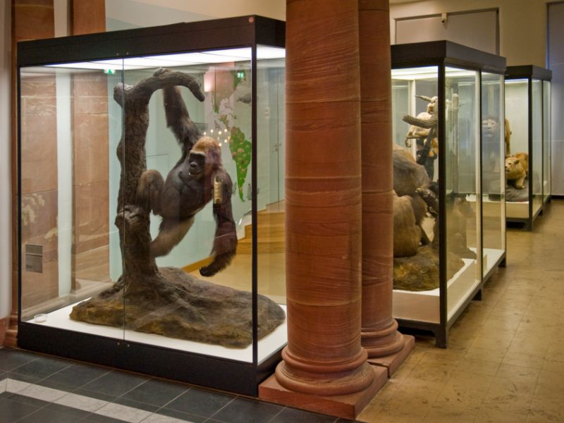 Senckenberg Natural History Museum
