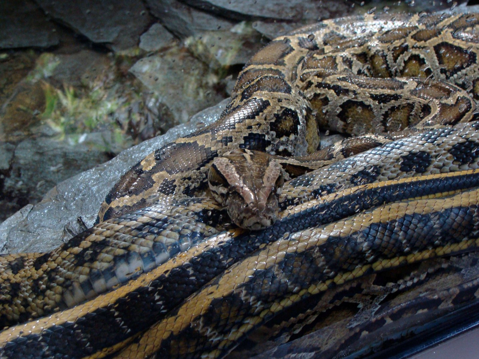 Berlin Zoological Garden
