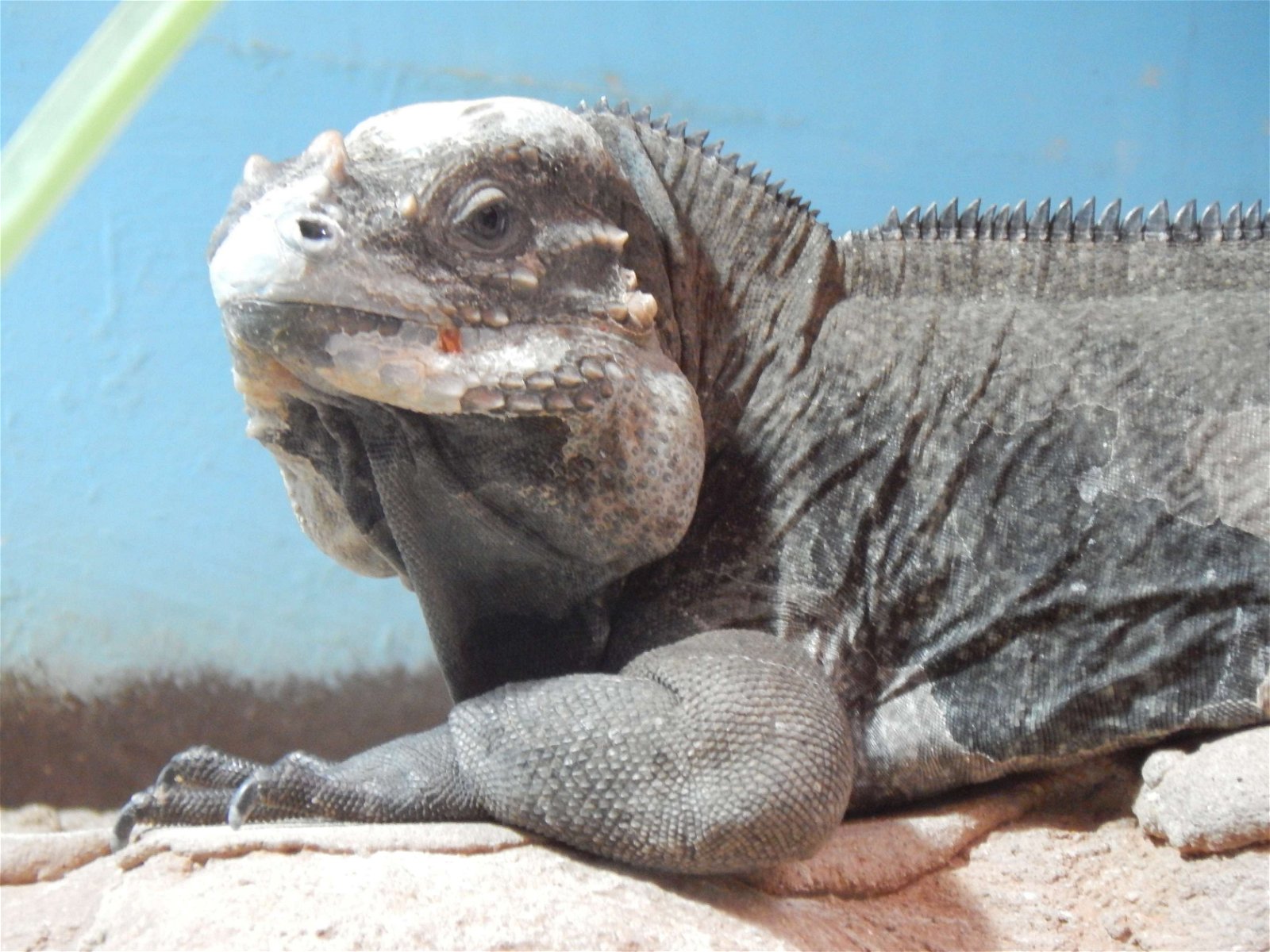 Tierpark und Fossilium Bochum