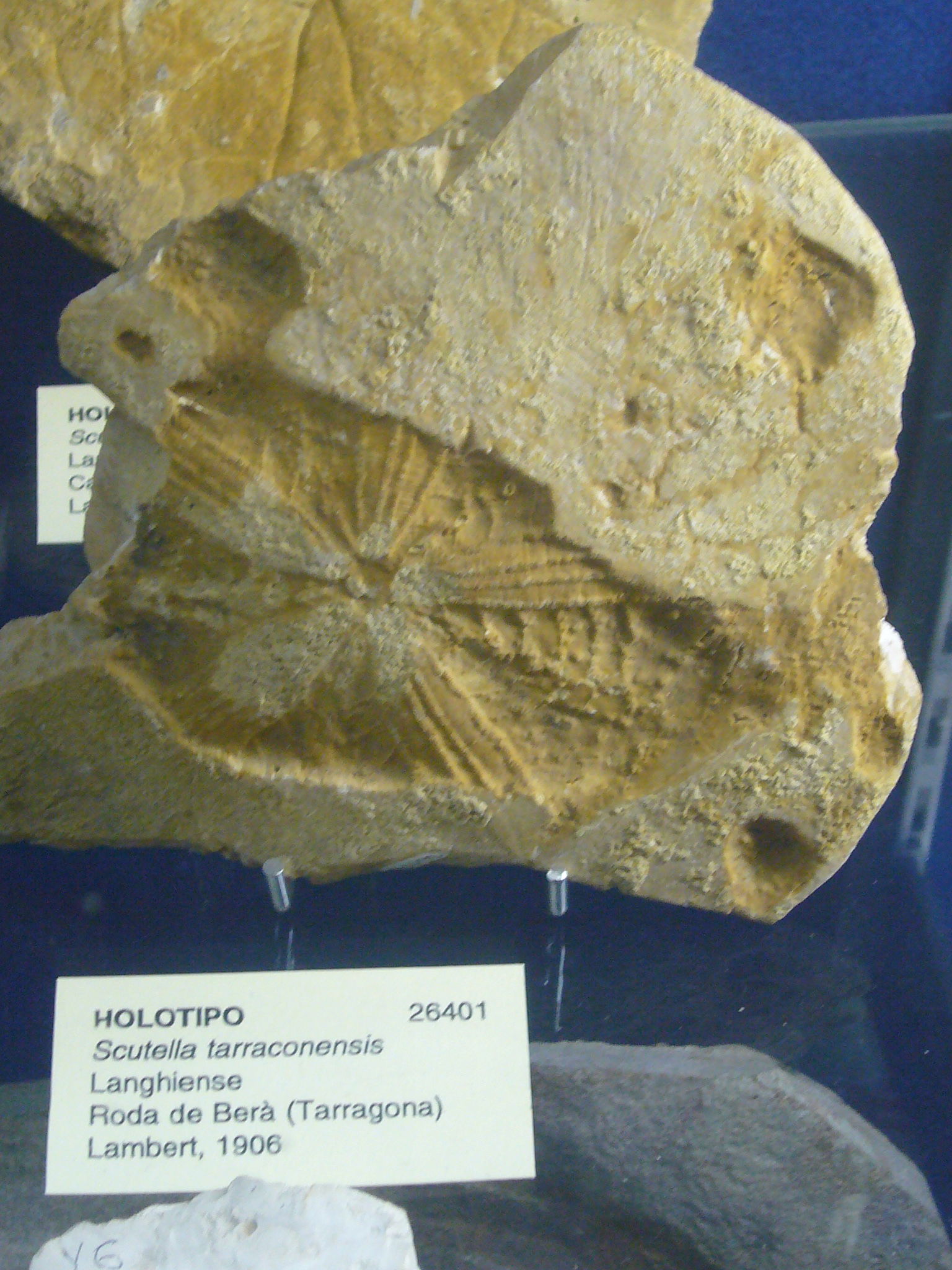 Museu Geologic del Seminari de Barcelona