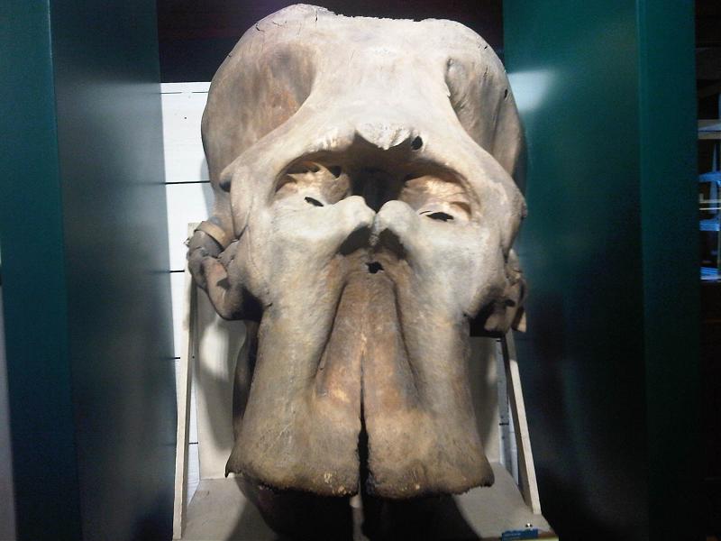 Grant Museum of Zoology