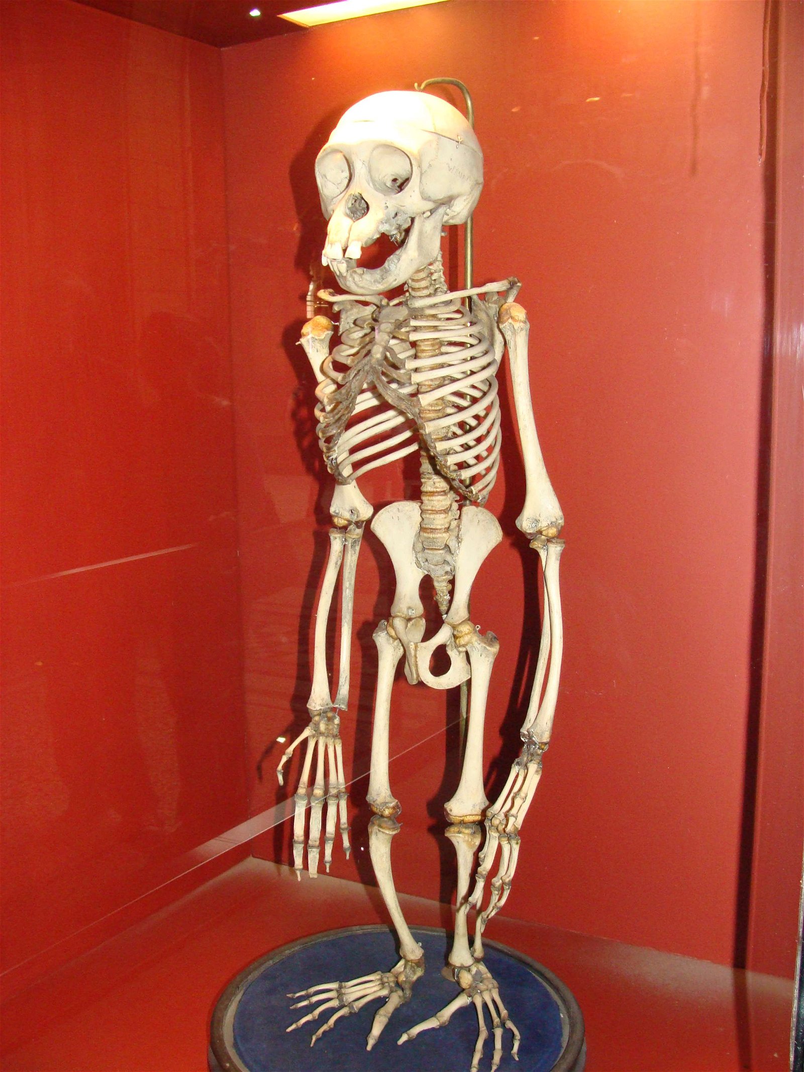 Natural History Museum