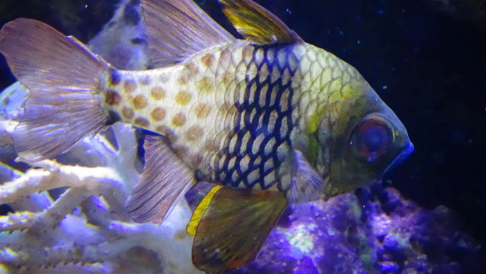 Aquarium de la Porte Dorée