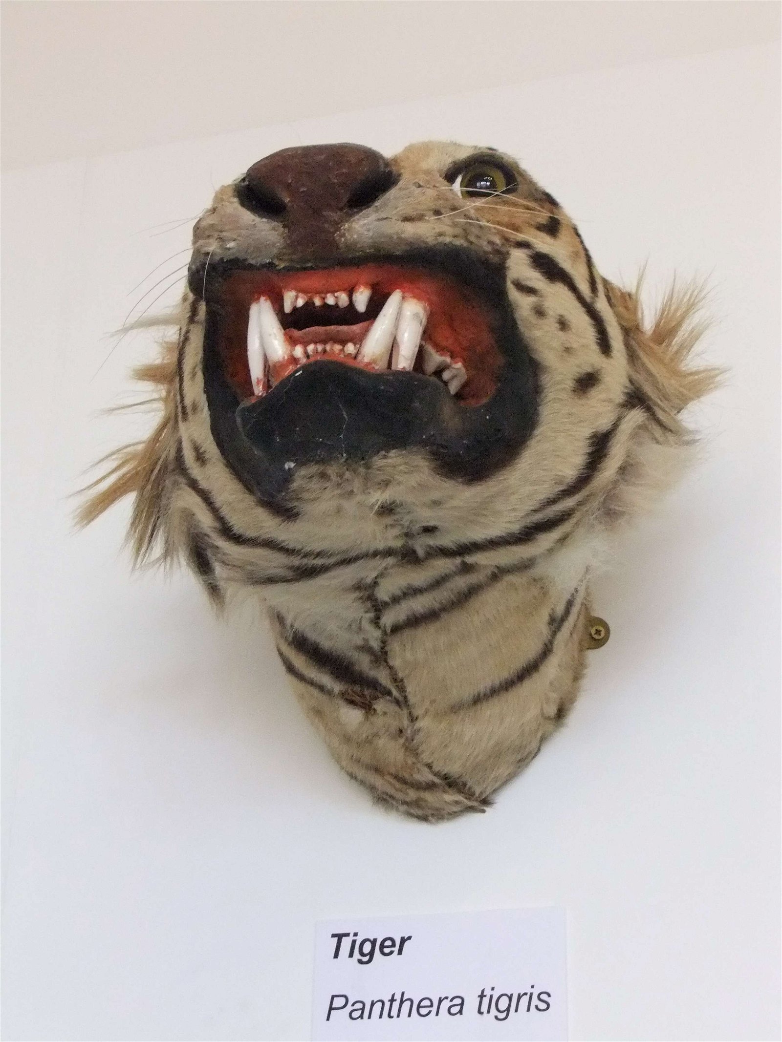 Worcester City Art Gallery and Museum