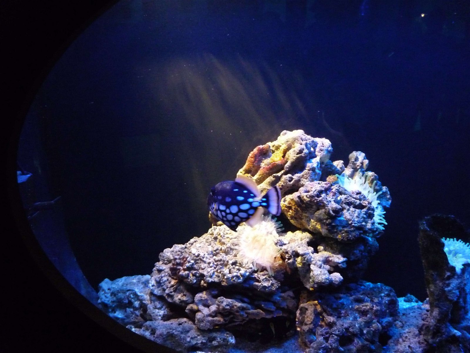 Aquaria Water Museum