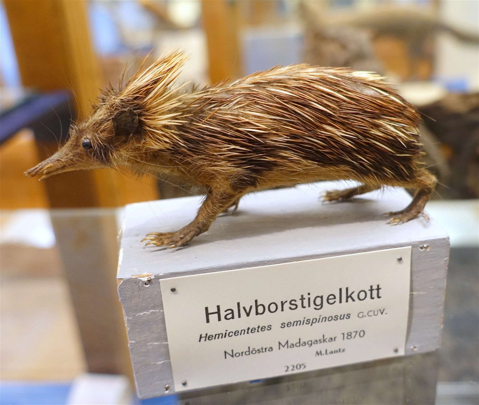 Swedish Museum of Natural History