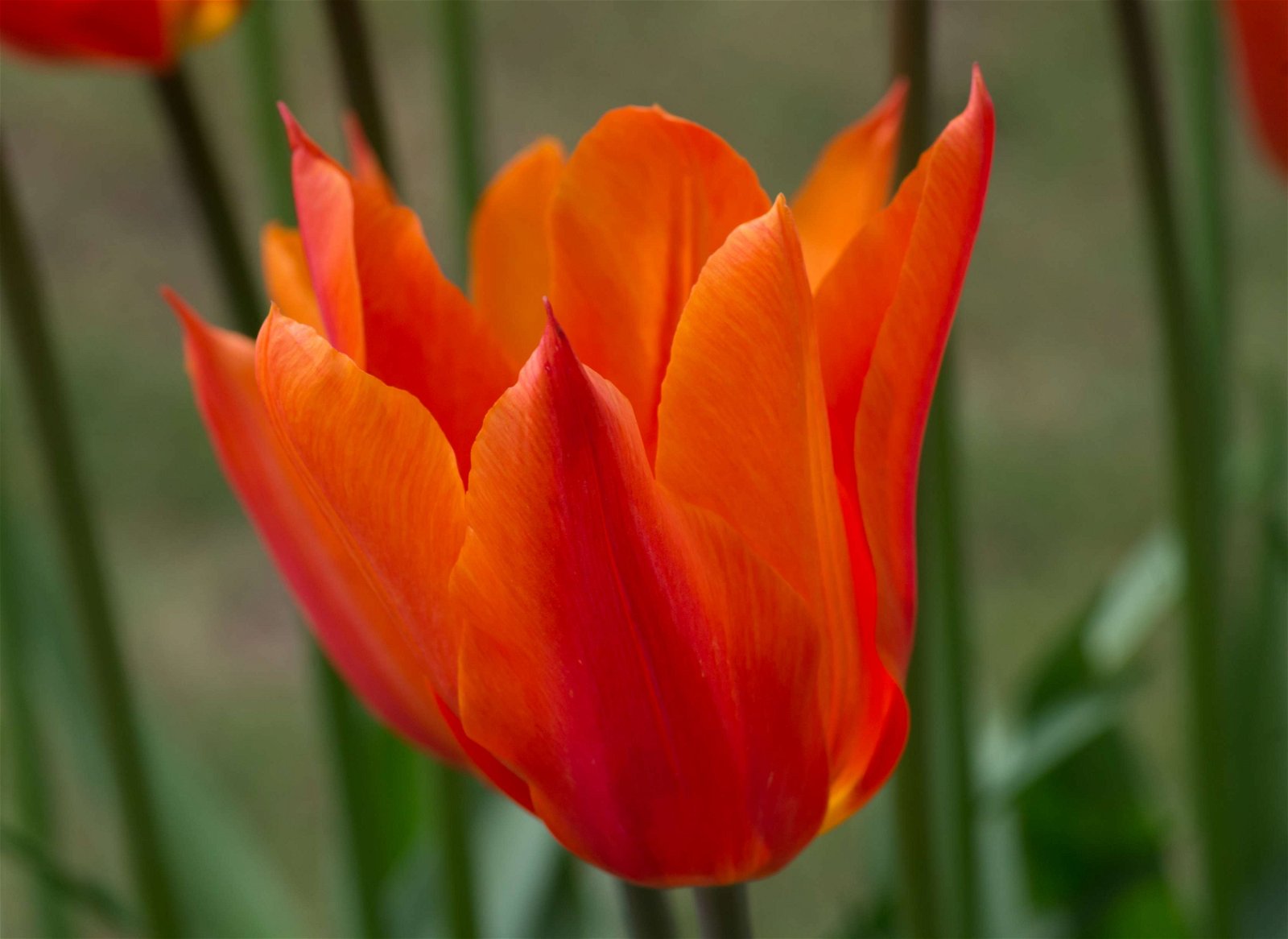 Stewart's Burnby Hall Gardens and Museum