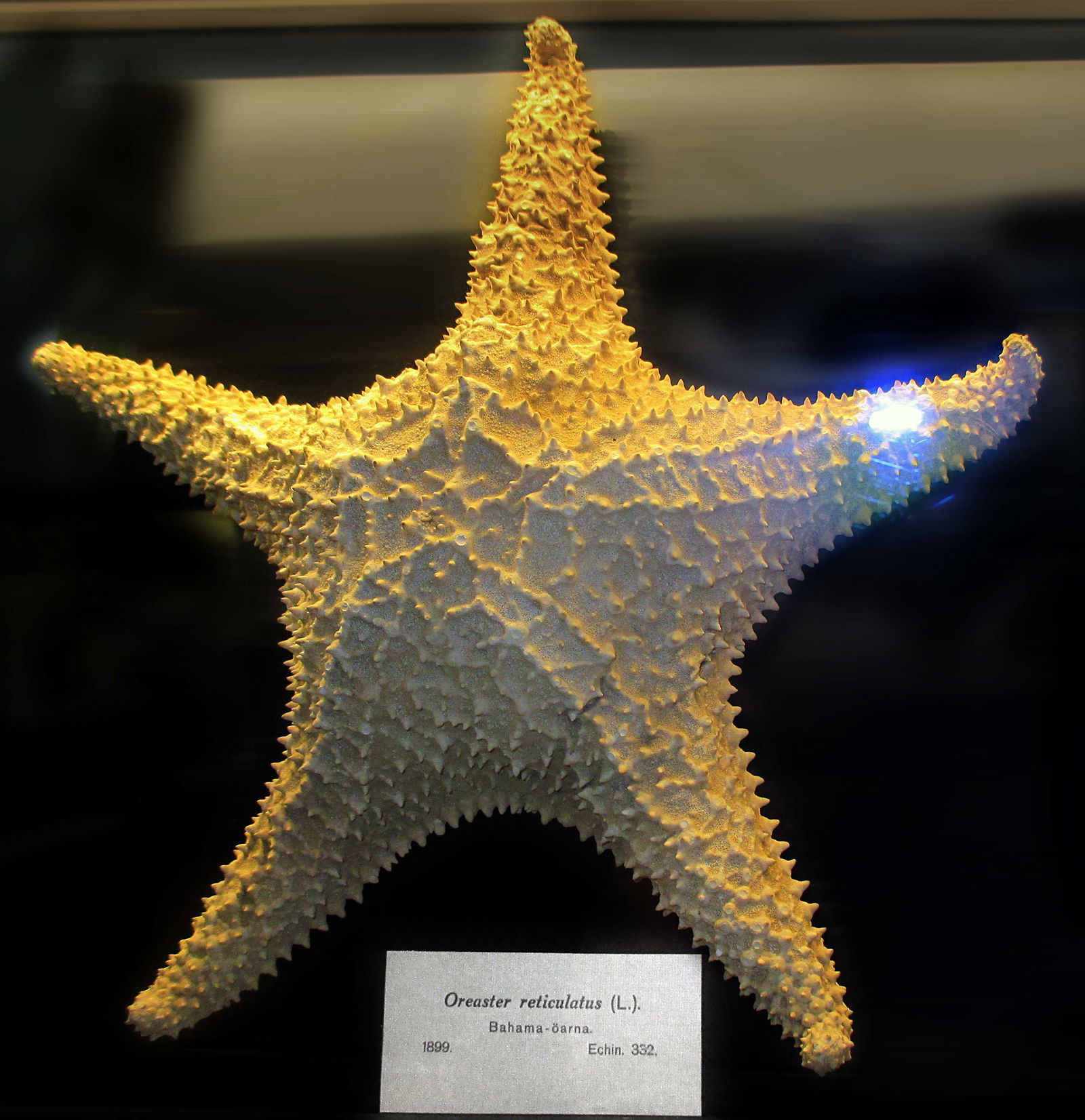 Göteborg Natural History Museum