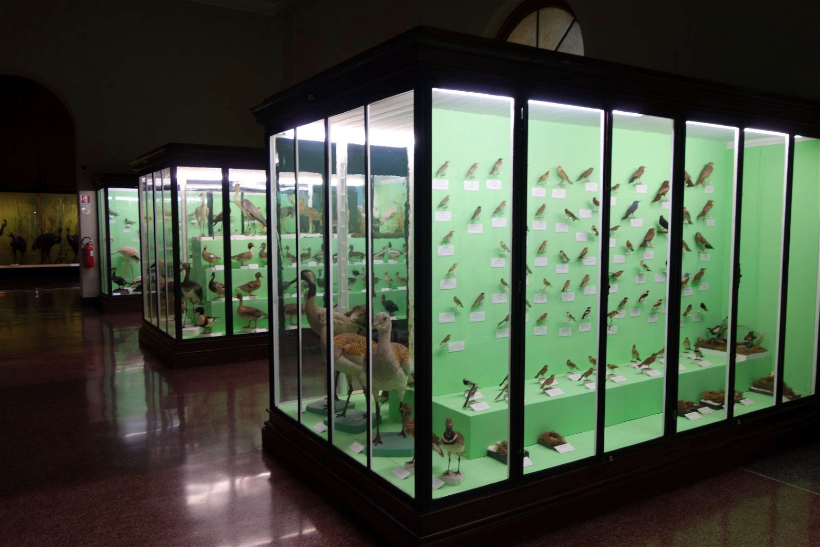 Museo Civico di Storia Naturale Giacomo Doria