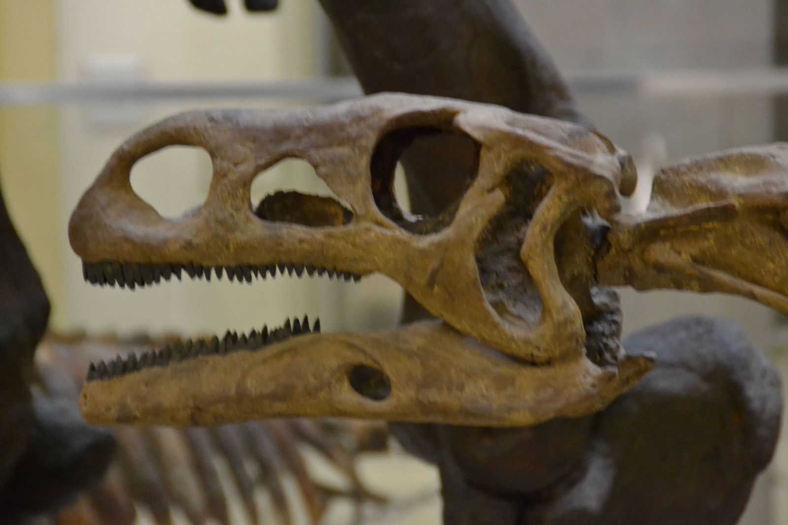 Paleontological Museum Munich