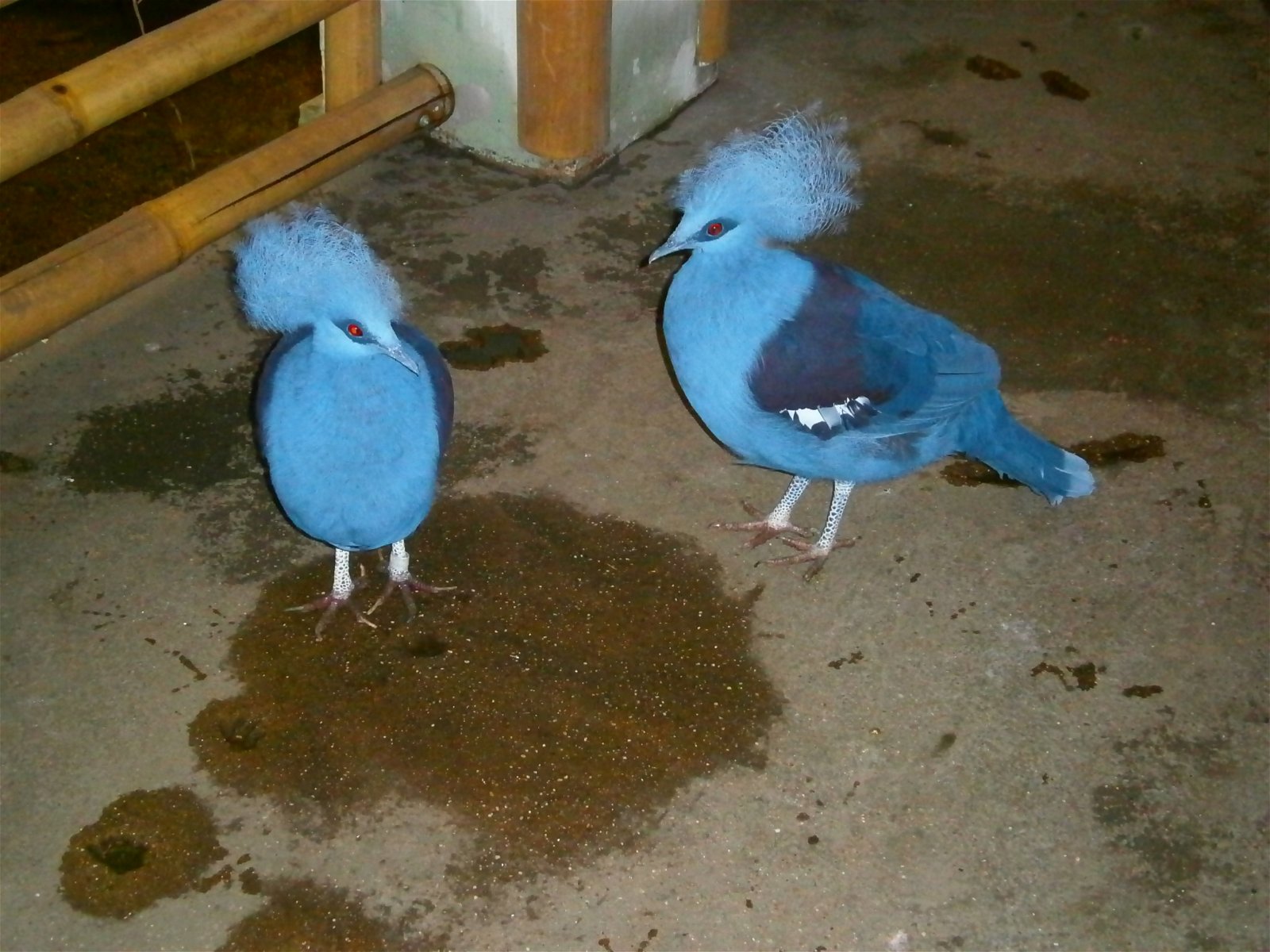 Budapest Zoo and Botanical Garden