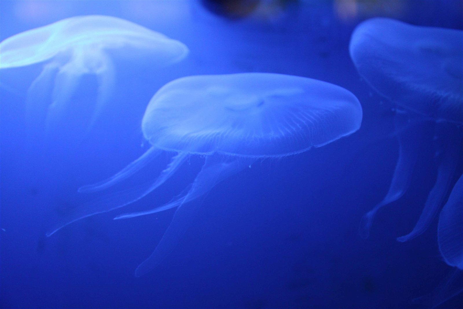 Aquarium de la Porte Dorée