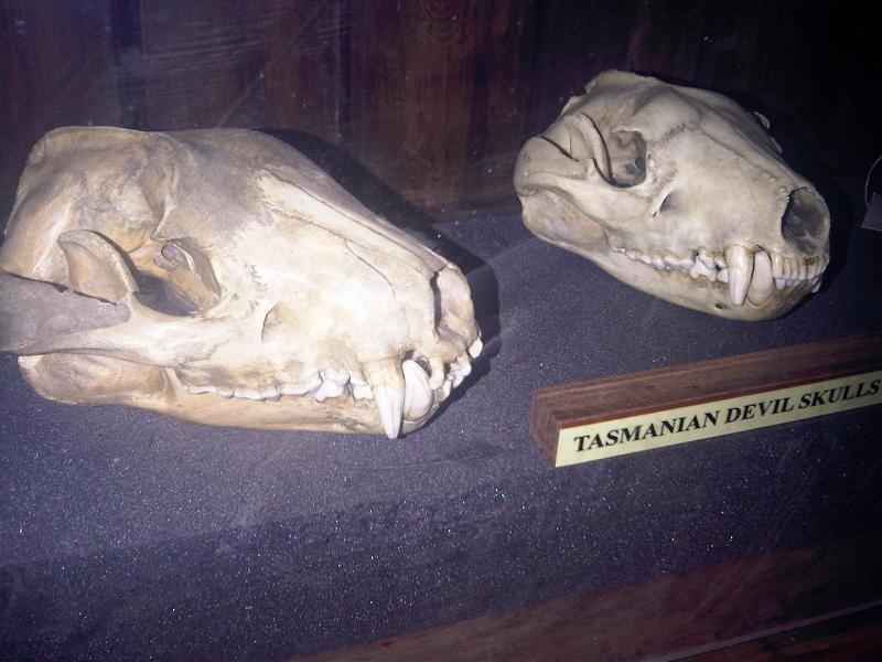 Grant Museum of Zoology