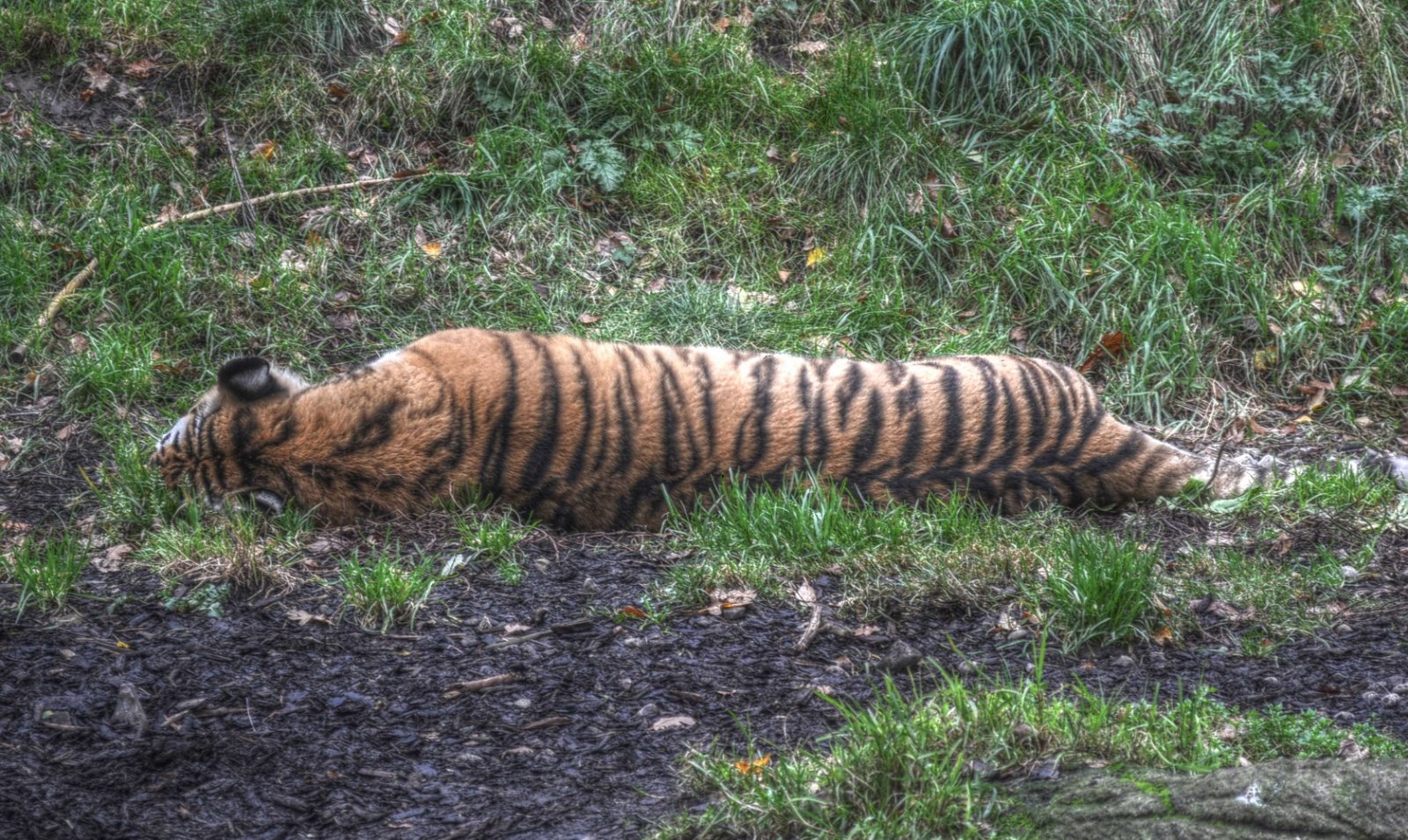 Dublin Zoo