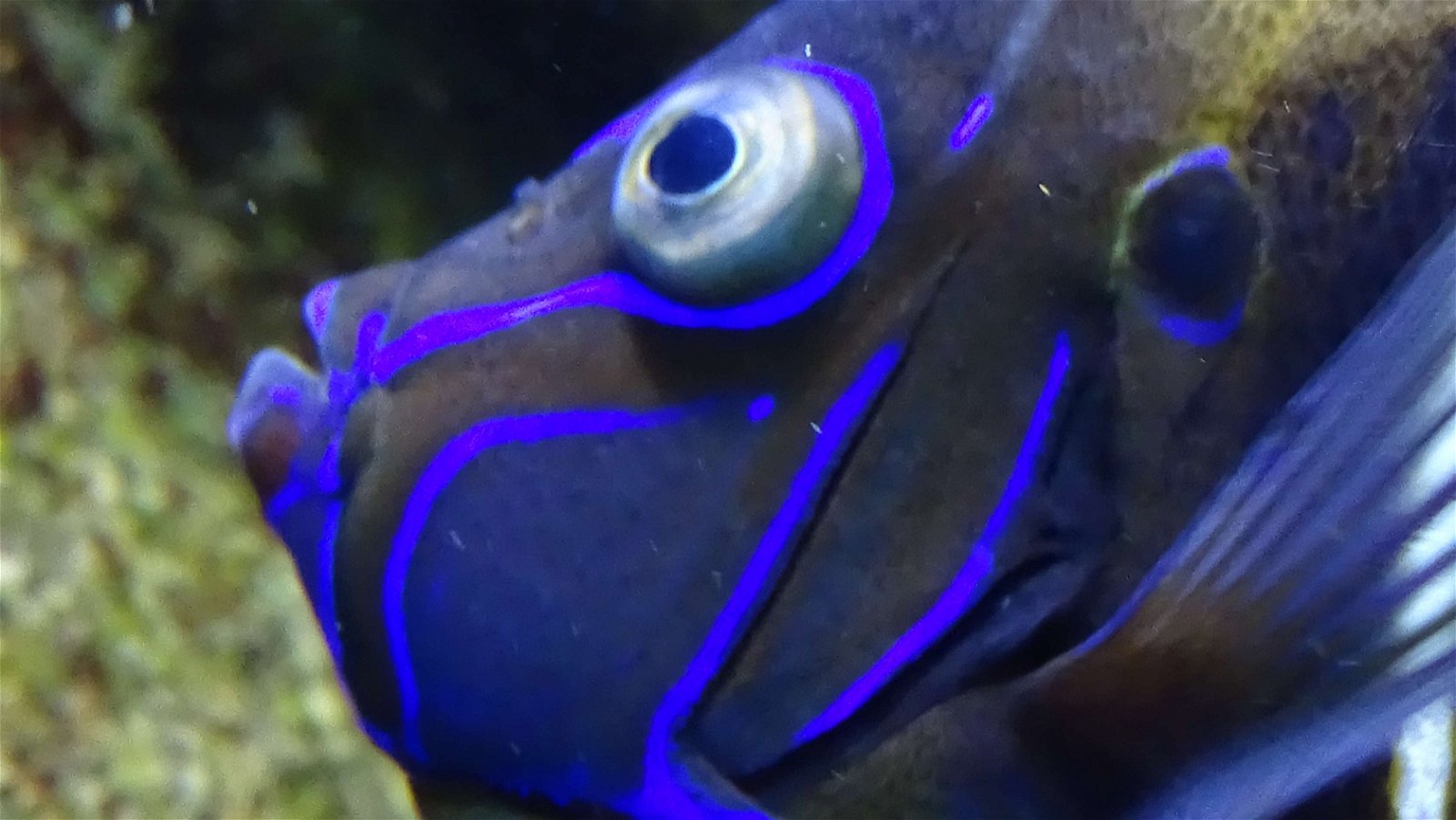 Aquarium de la Porte Dorée