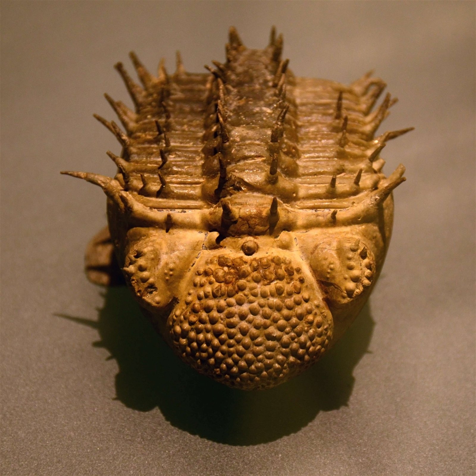 Musée des Confluences