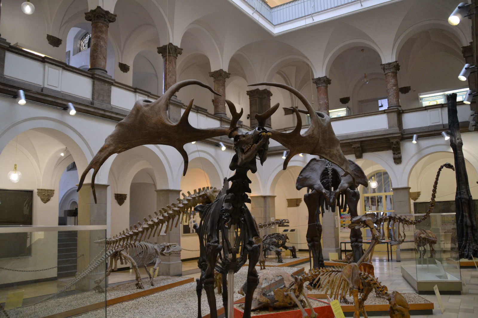 Paläontologische Museum Munchen