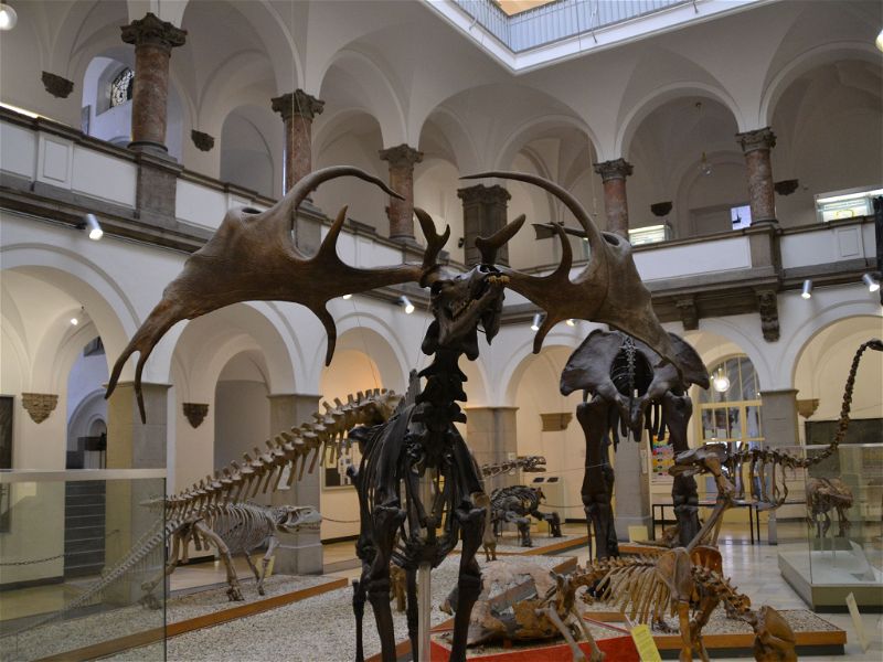 Paleontological Museum Munich