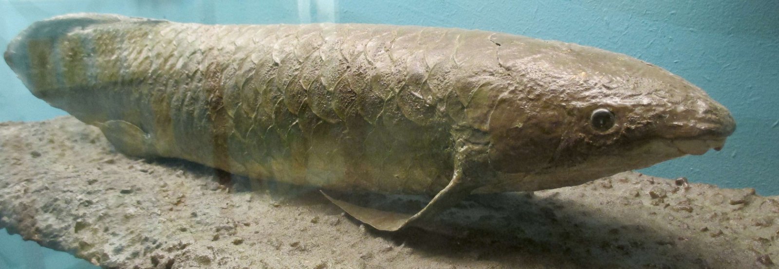 Göteborg Natural History Museum