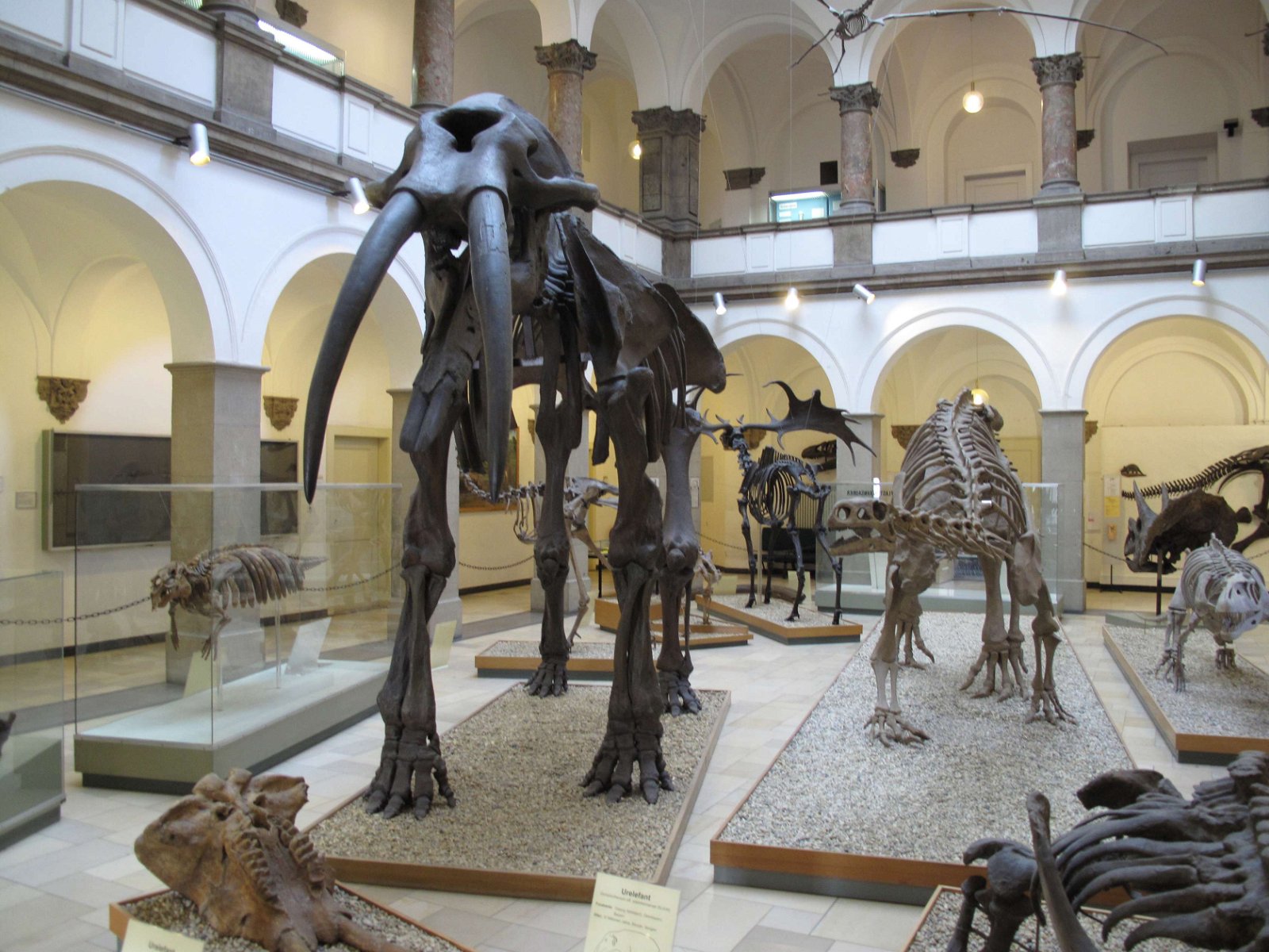 Paleontological Museum Munich