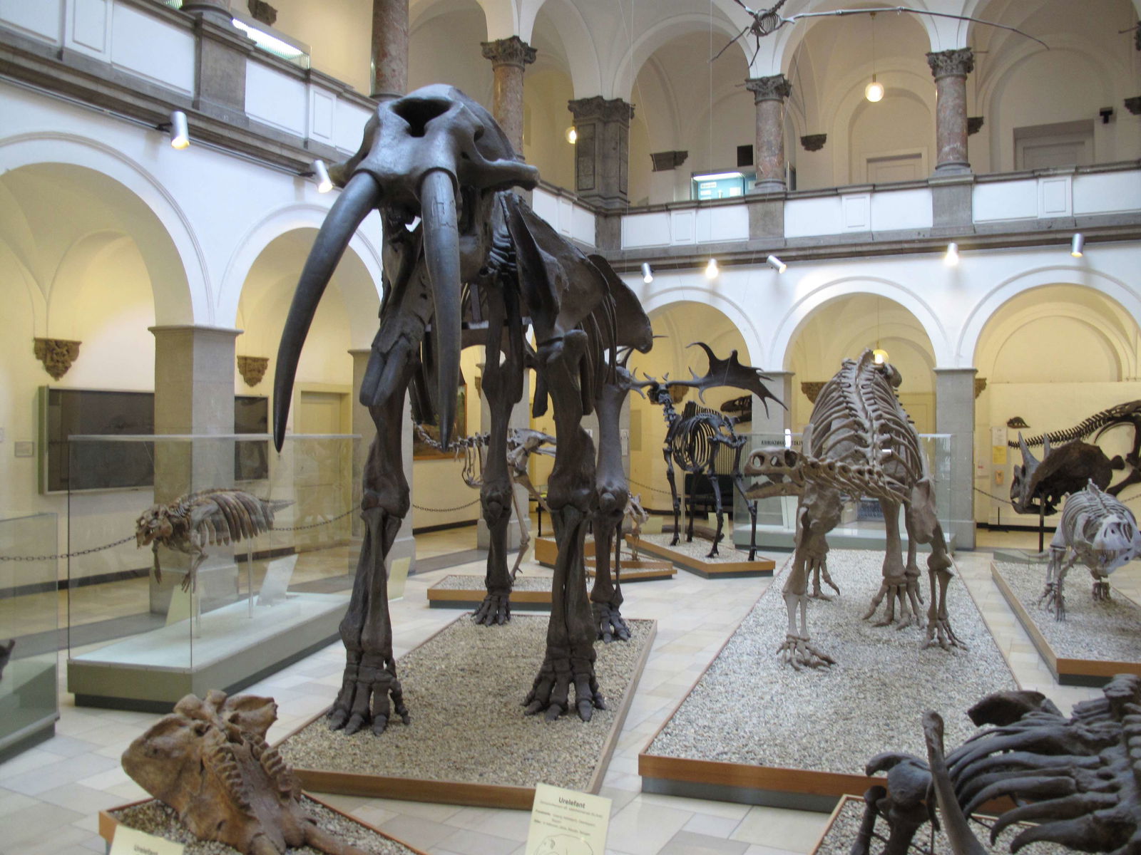 Paleontological Museum Munich