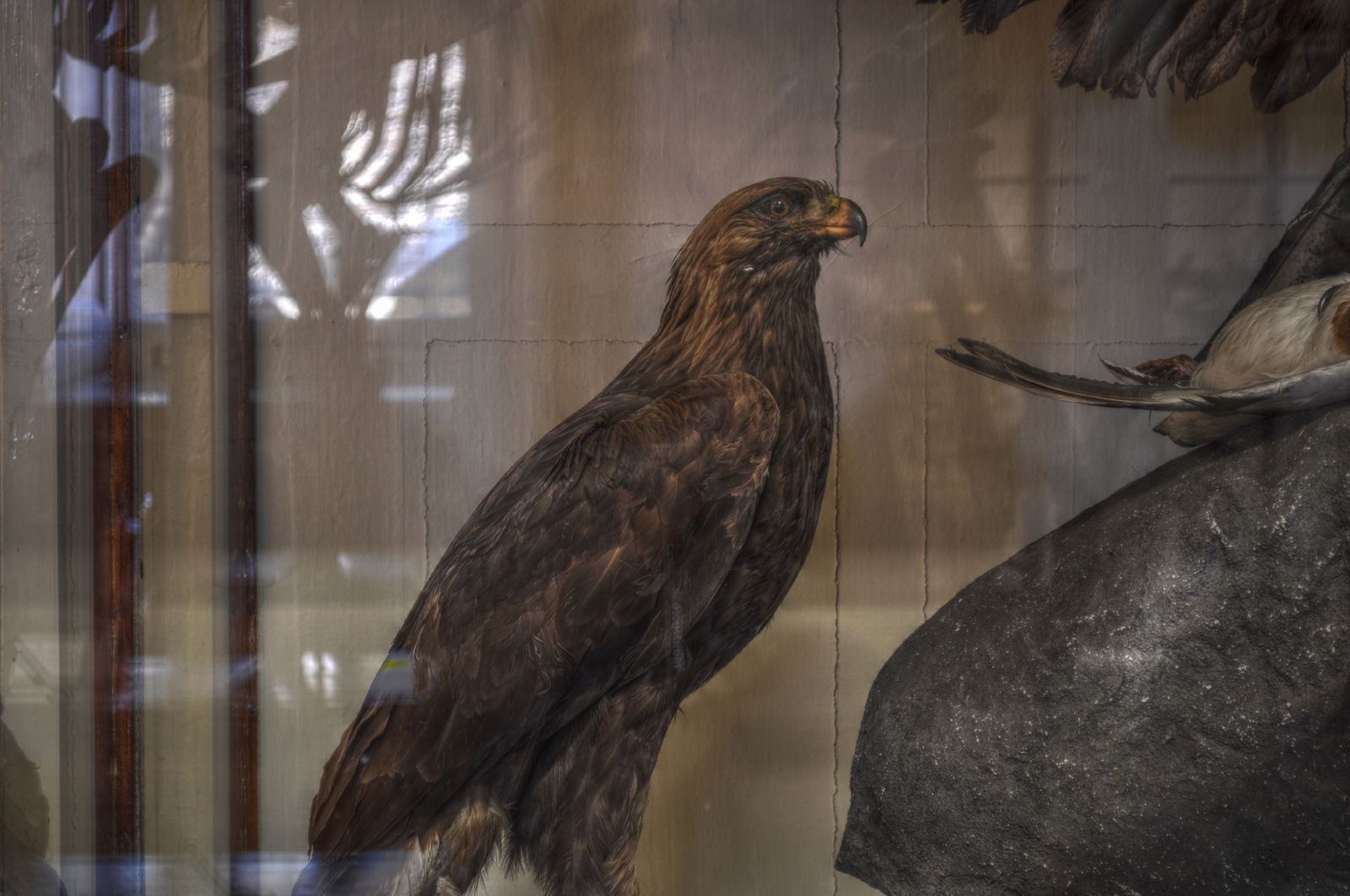National Museum of Ireland, Merrion Street