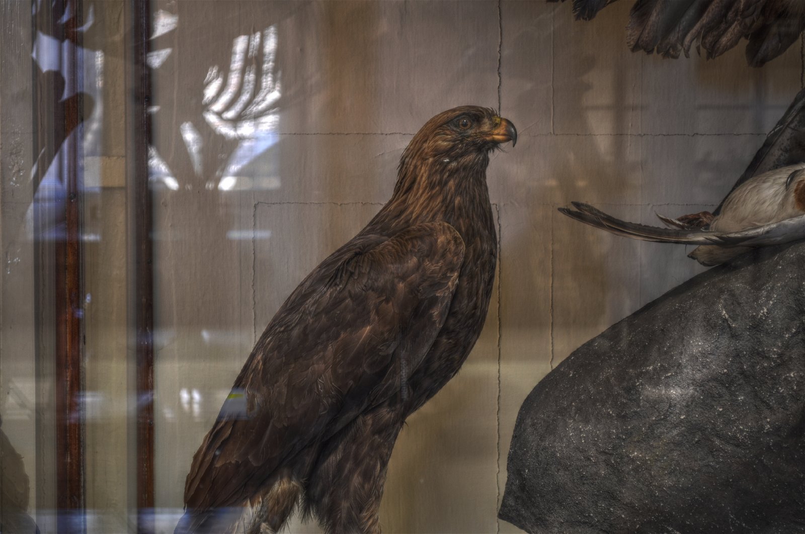 National Museum of Ireland - Natural History