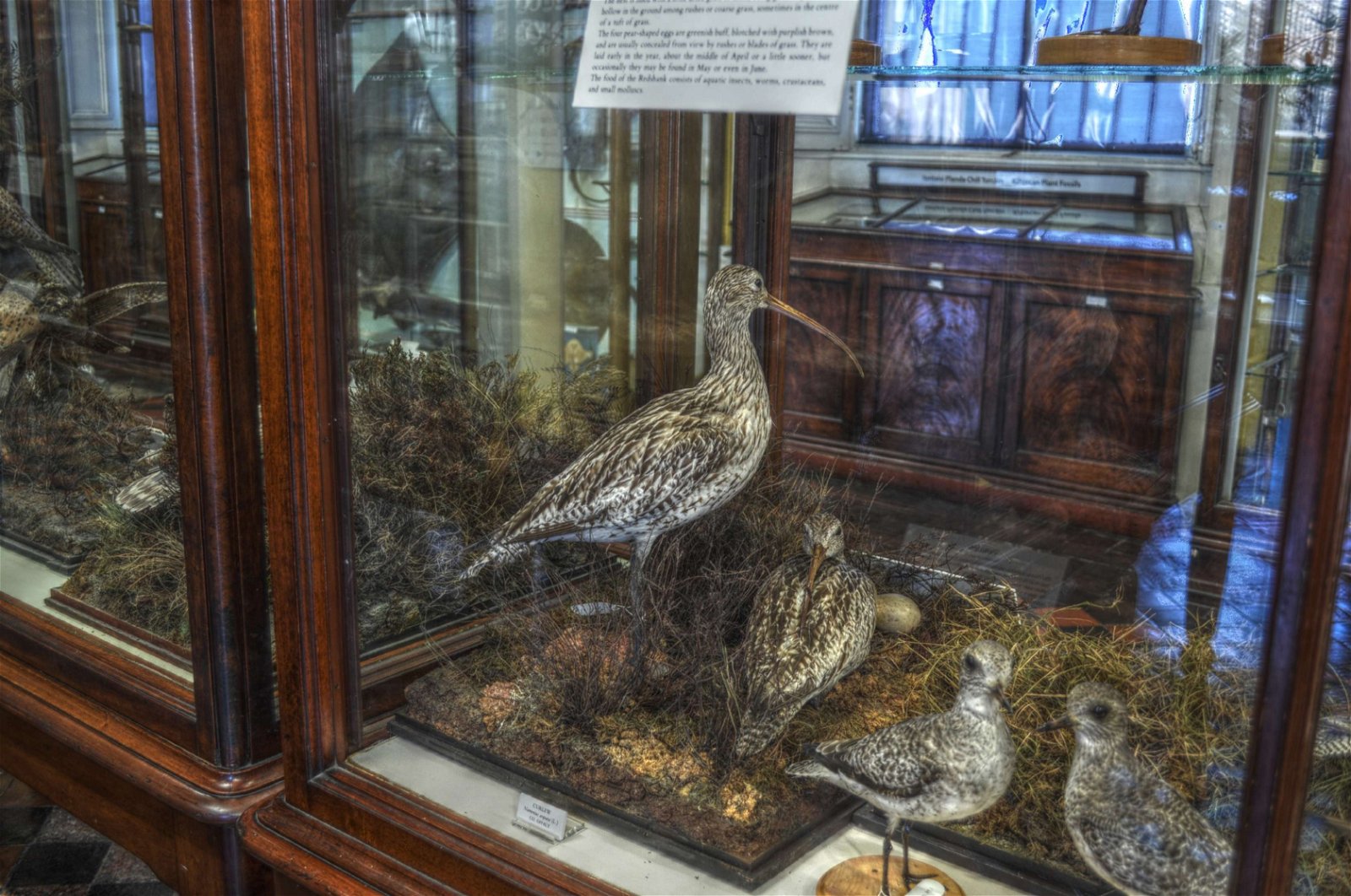 National Museum of Ireland - Natural History