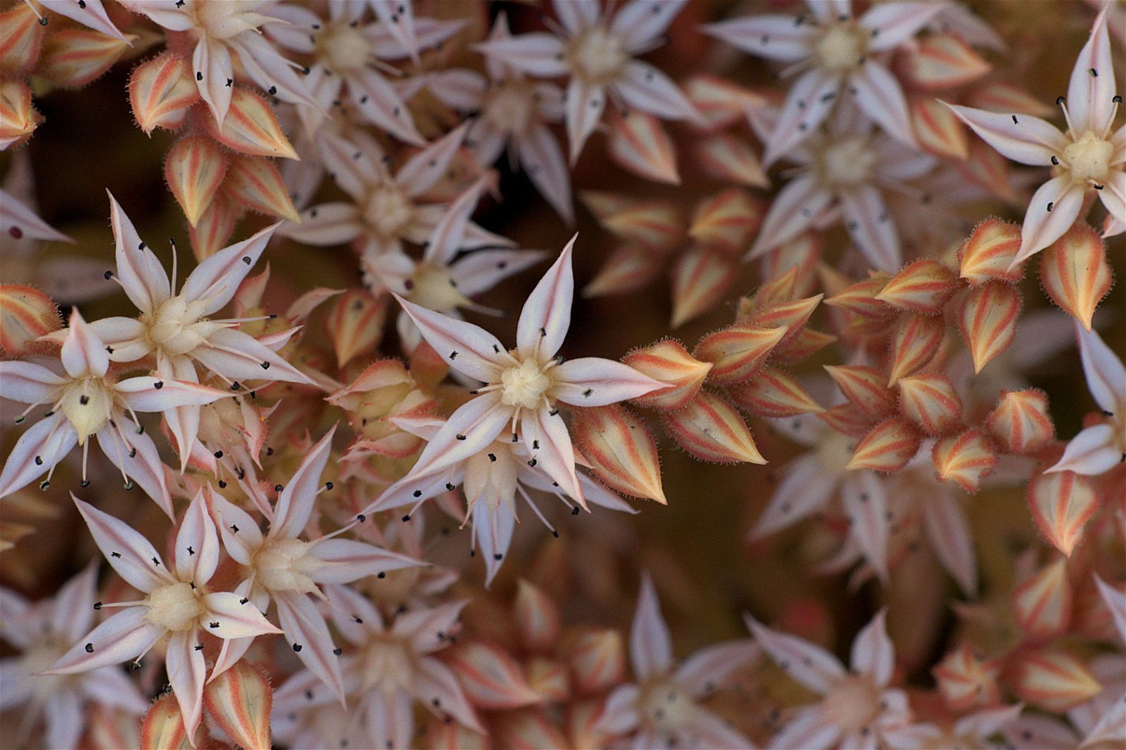 Aarhus Botanical Gardens