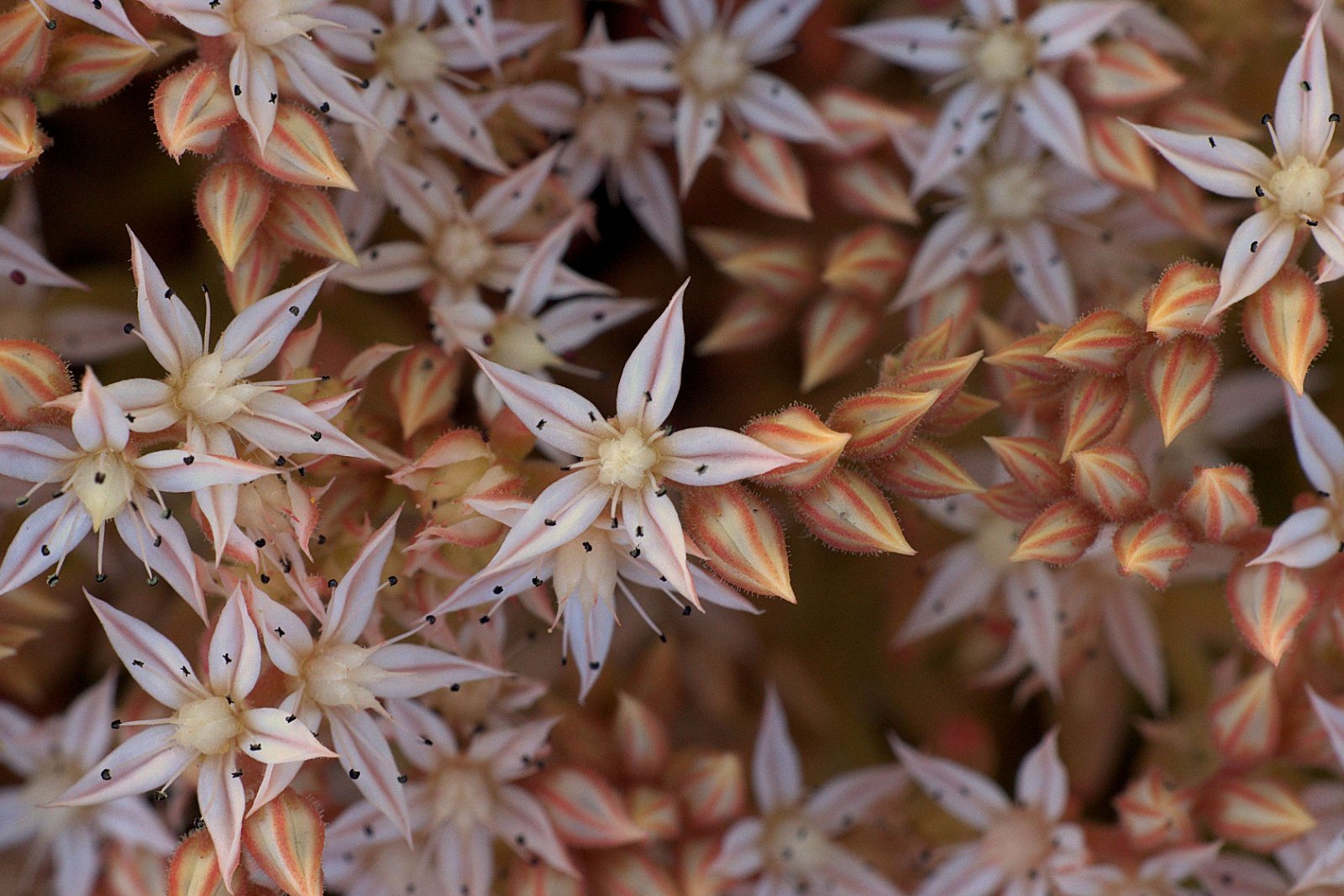Aarhus Botanical Gardens