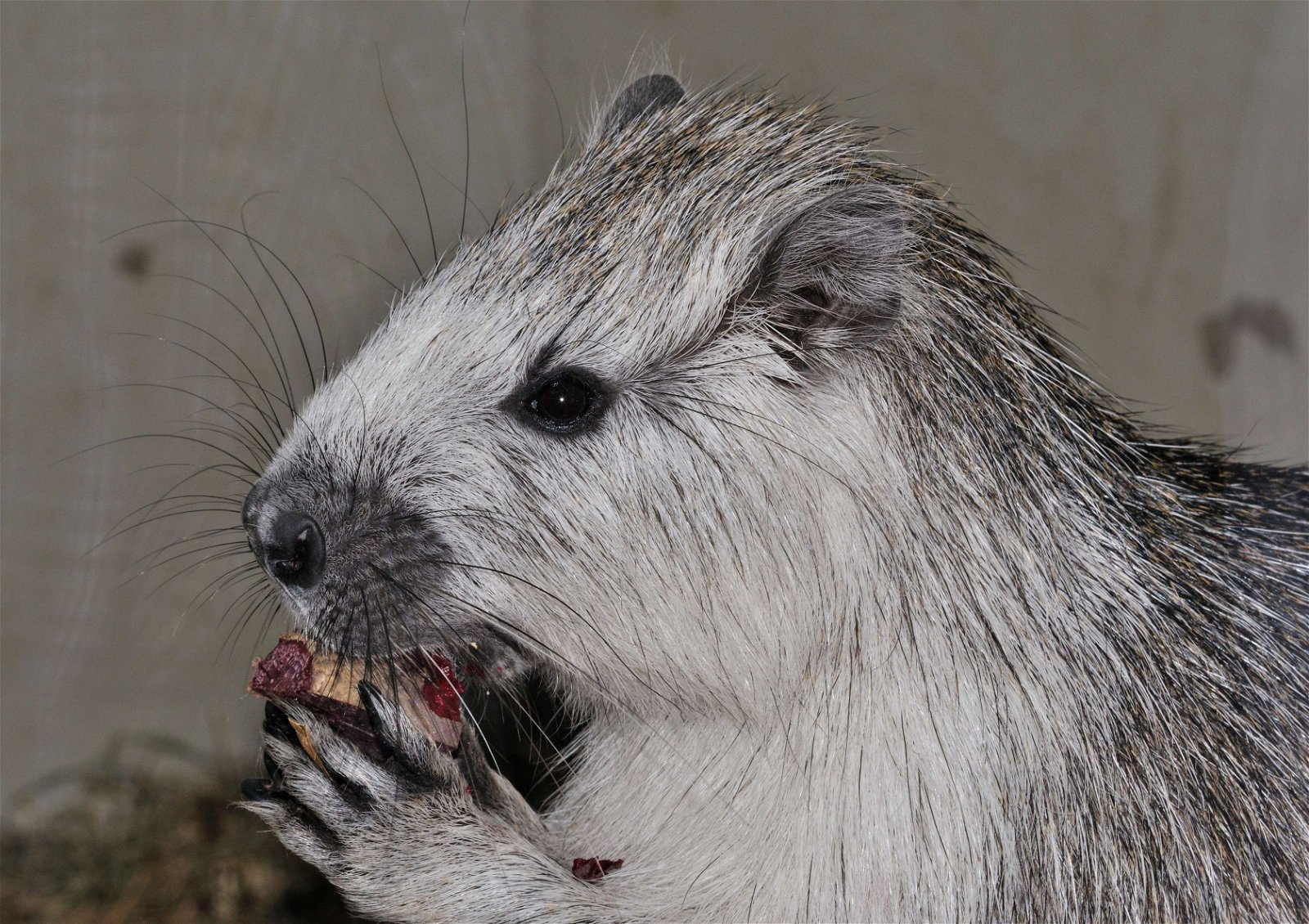 Wilhelma Zoologisch-Botanischer Garten