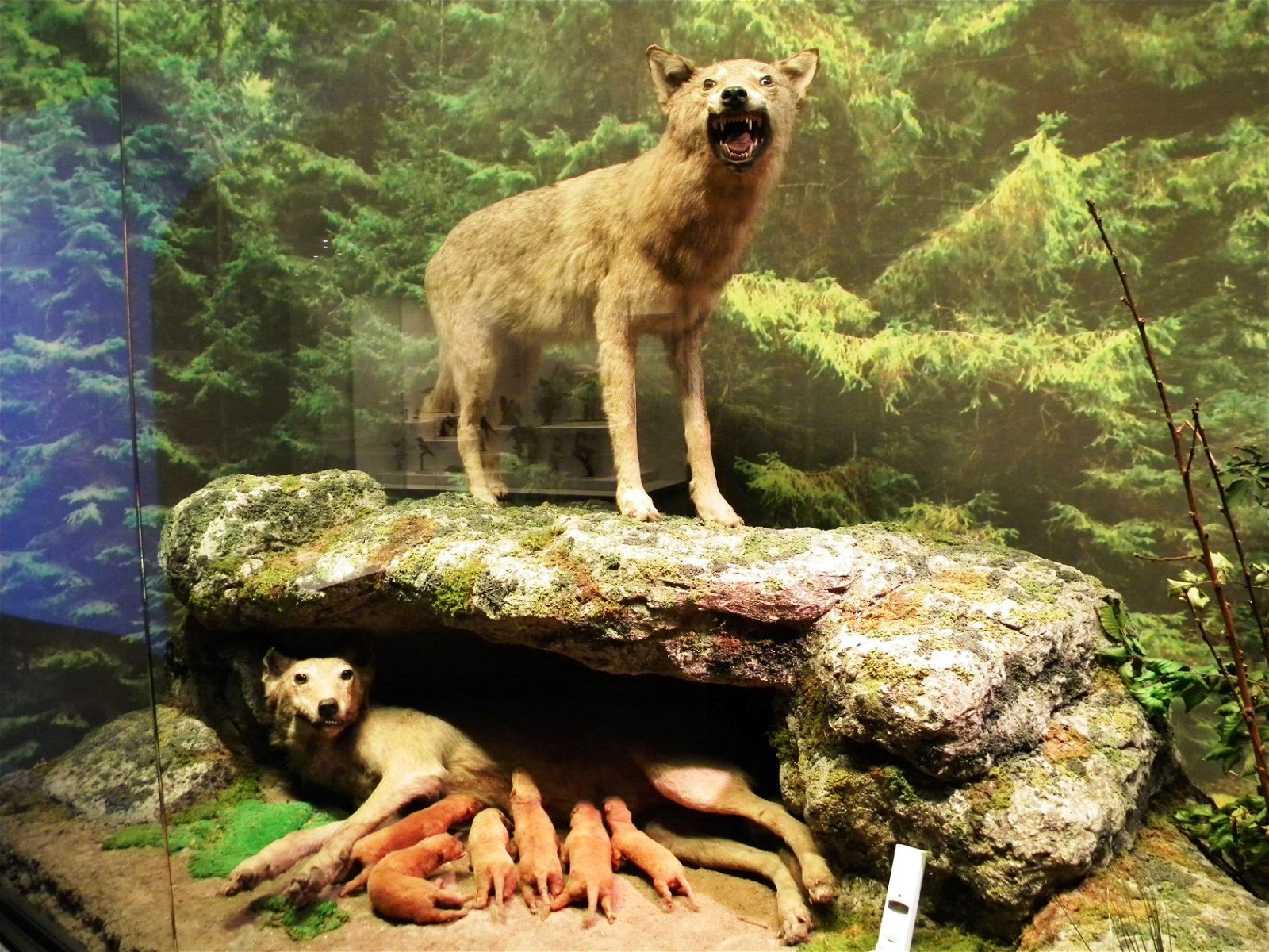 Grigore Antipa National Museum of Natural History